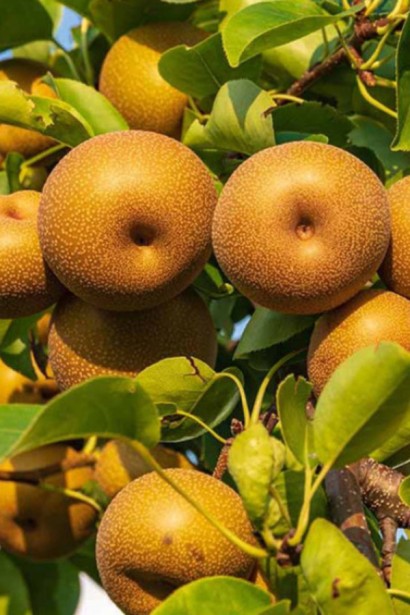 Груша азійська ‘Коко Суї’|Pyrus pyrifolia ‘Koko Sui’|Груша азиатская ‘Коко Суи’